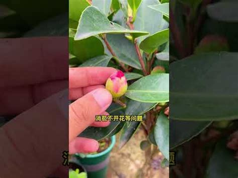 茶花擋煞|家中招財6植物！命理師列「4最佳擺放位置」 大門擋。